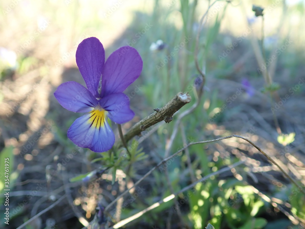Kwiat Fiołek - Violet - obrazy, fototapety, plakaty 