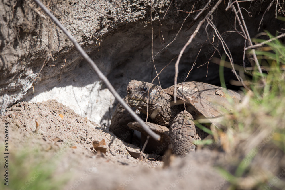 Obraz premium Gopher Tortoise in the wild