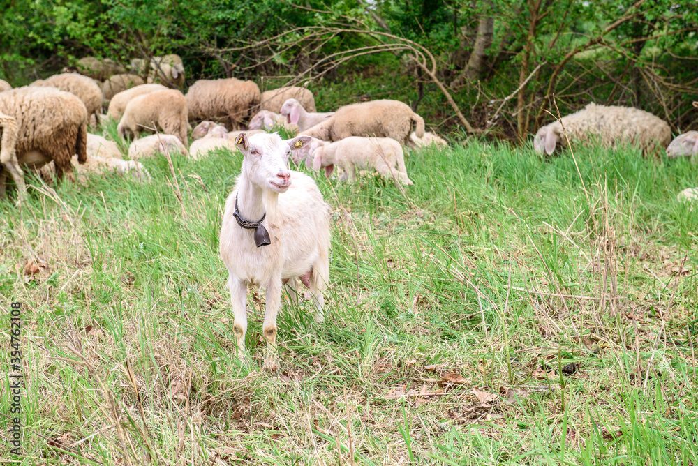 Obraz premium White goat behind bars, on the grass. Goats on family farm. Sheep and little goat on the lawn. At the bottom of the image is the clay floor with a wooden fence, green grass and some trees.