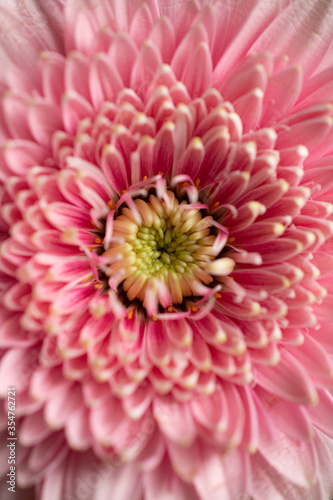 Pinke Blume von oben fotografiert