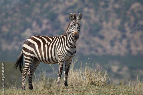 One alert adult Zebra standing alert in the Serengeti Tanzania © stuporter