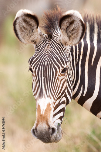 Head on portrait of an adult Grevy s Zebra Samburu Kenya