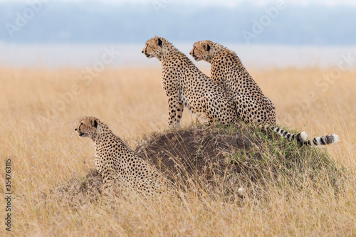 Three male Cheetahs sitting on a termite mound looking to the left in Masai Mara Kenya