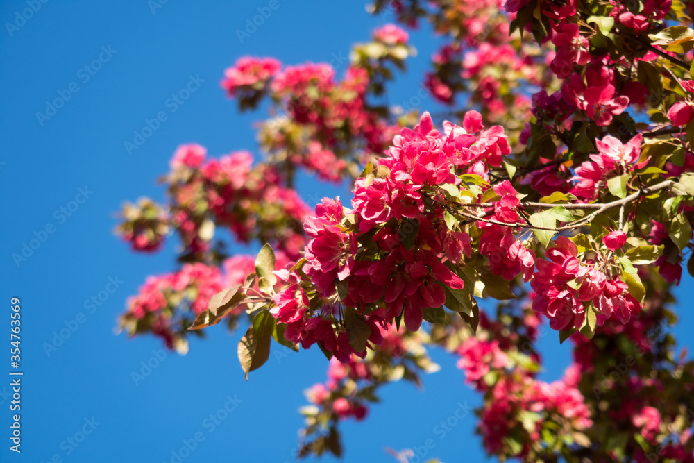 Obraz premium Close up view of a branch of dark pink cherry blossoms