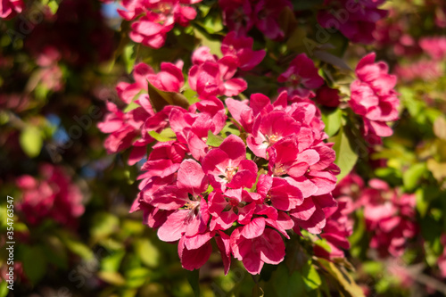 Close up view of a branch of dark pink cherry blossoms