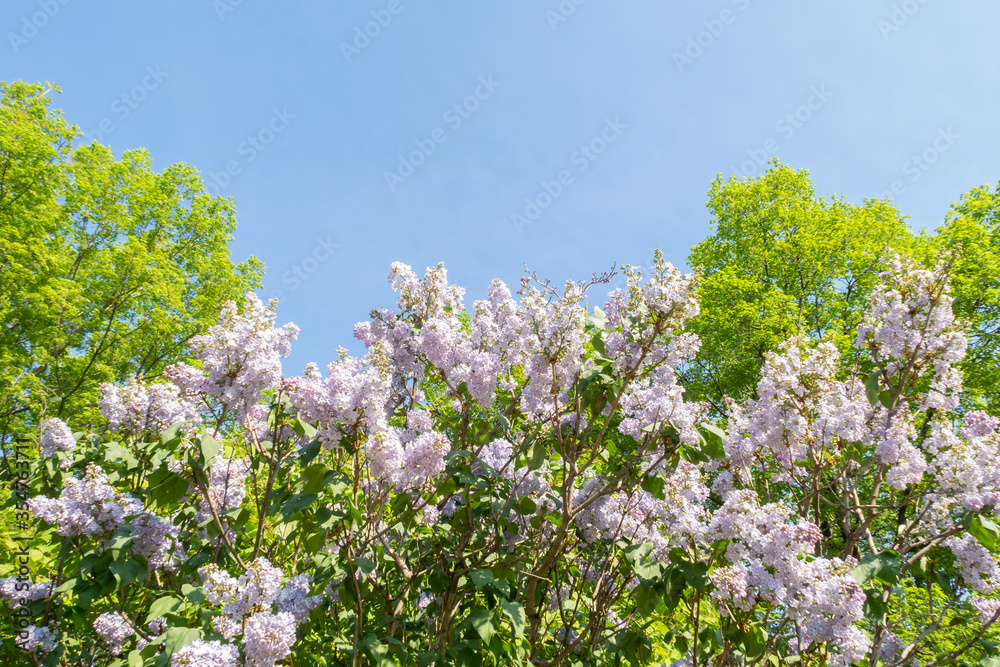 View of a Syringa vulgaris tree (common lilac) with blue sky View of a Syringa vulgaris tree (common lilac) with blue sky