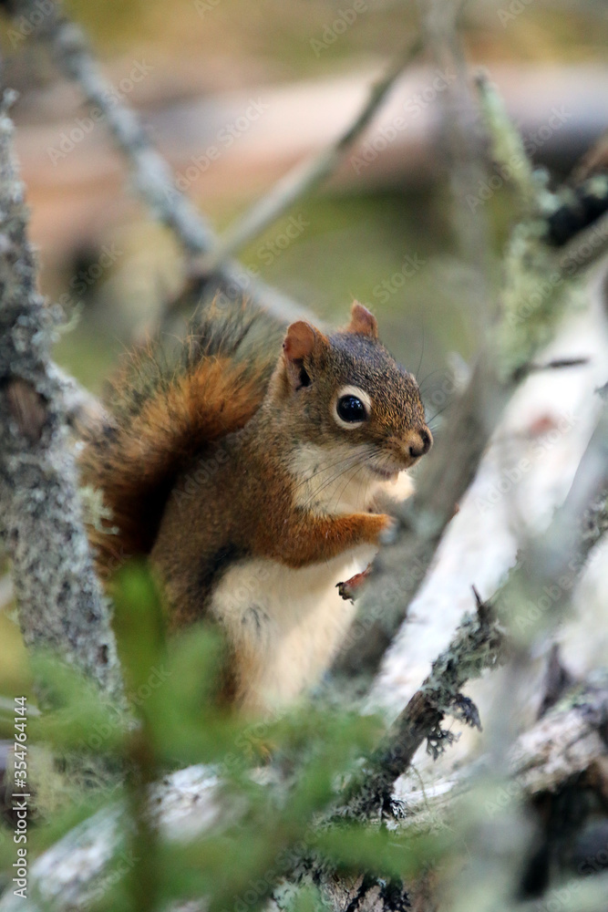 Fototapeta premium Red Squirrel Maine