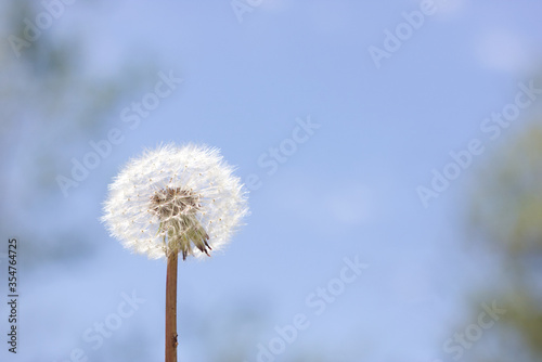 A dandelion what has gone to seed with a blue sky background