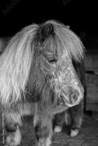 Pony in schwarz/weis