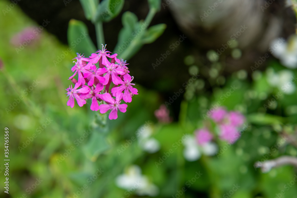 Fototapeta premium 花
