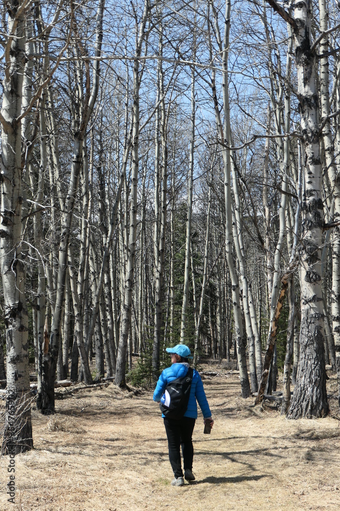 Tourist Wandering into Barren Forest in the Canadian Rockies in WInter Tourist Wandering into Barren Forest in the Canadian Rockies in WInter
