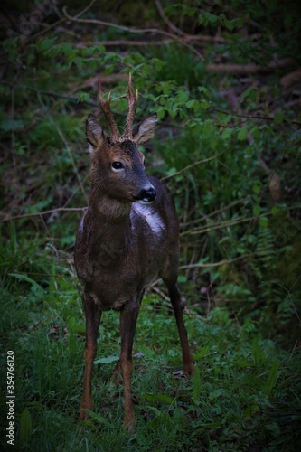 deer in the woods