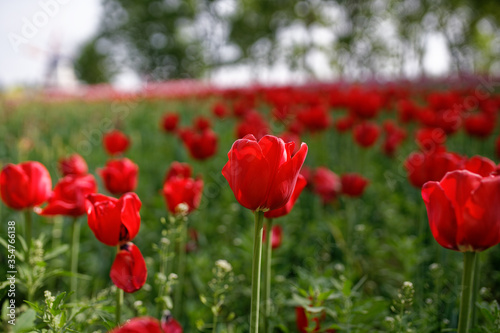 field of red tulips