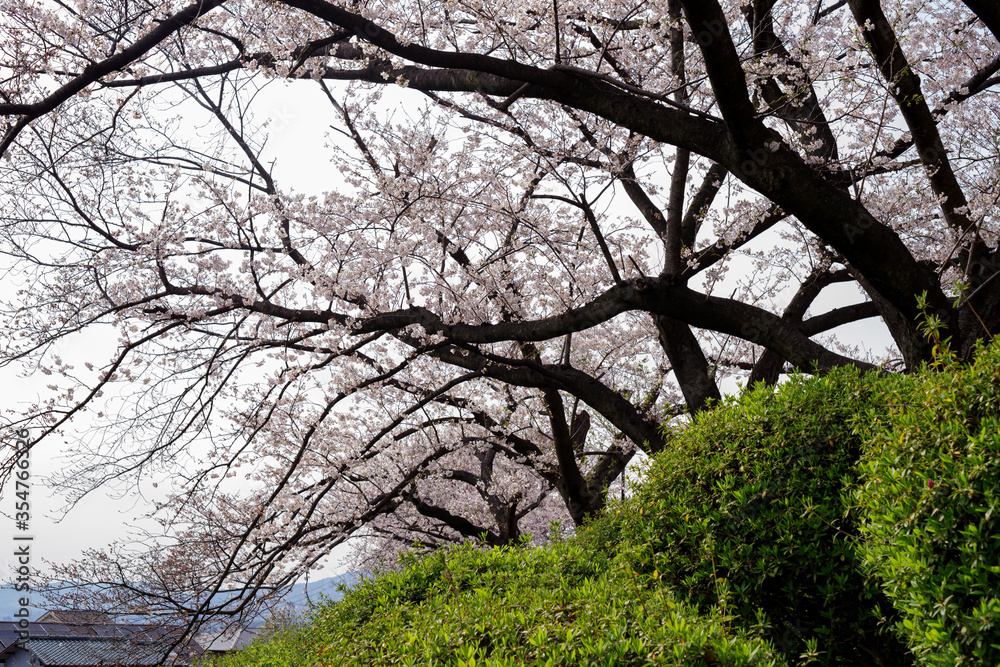 Naklejka premium japan sakura:大阪池田・水月公園の桜