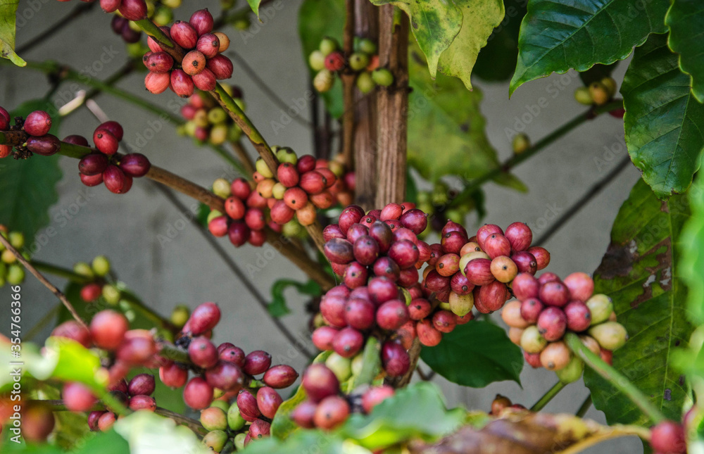 Red ripe fruits of coffee fruits on branches Red ripe fruits of coffee fruits on branches