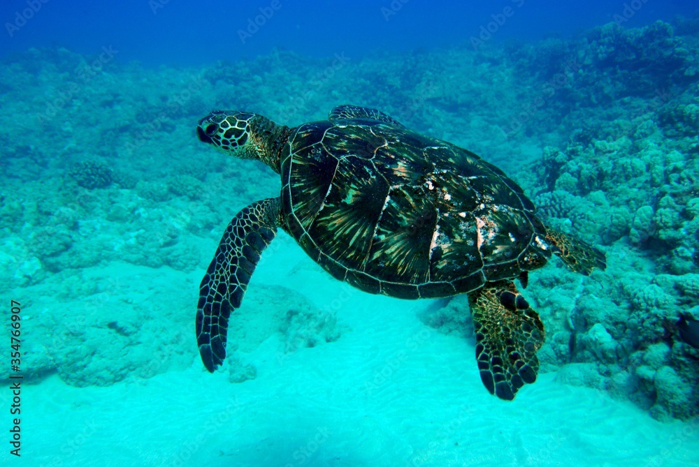 Obraz premium Beautiful textures sea turtle