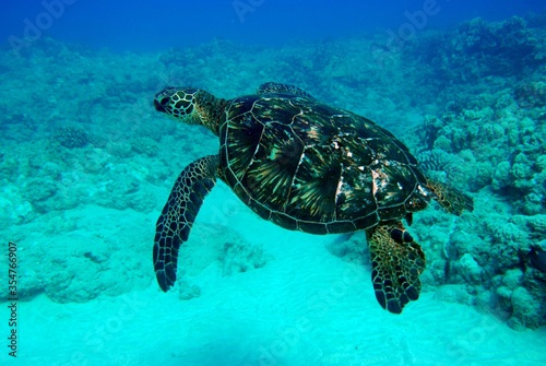 Beautiful textures sea turtle