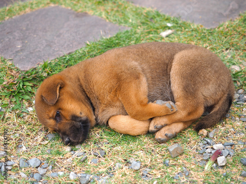 The brown puppy is sleeping happily on the lawn.