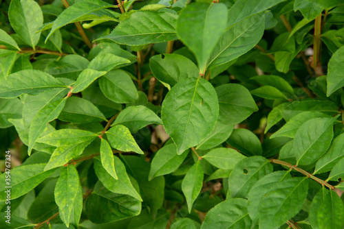 Wallpaper Mural 葉 Torontodigital.ca