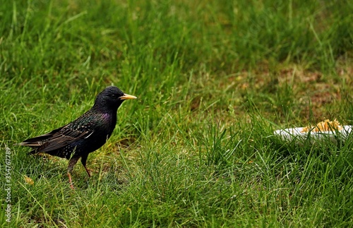 Starlings are small to medium-sized passerine birds are known as glossy starlings because of their iridescent plumage.
