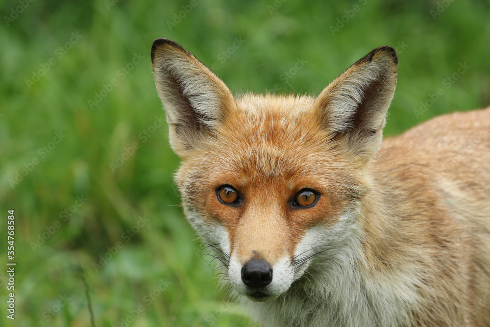 red fox vulpes