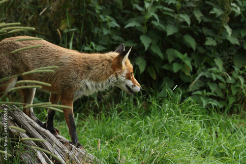red fox vulpes © Dan