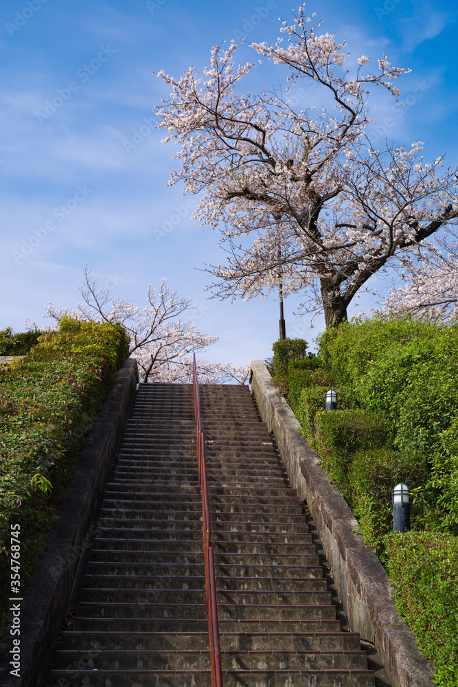japan sakura：階段の上の桜・大阪池田、水月公園