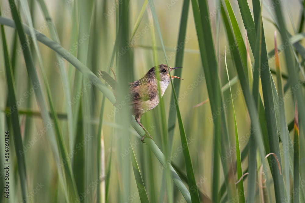 Marsh Wren singing in the reeds Marsh Wren singing in the reeds
