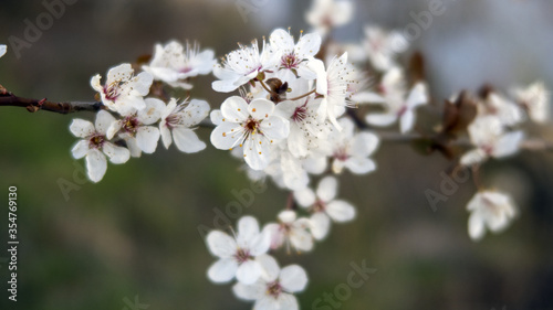 Fleurs sur un arbre © Noyan Cattin