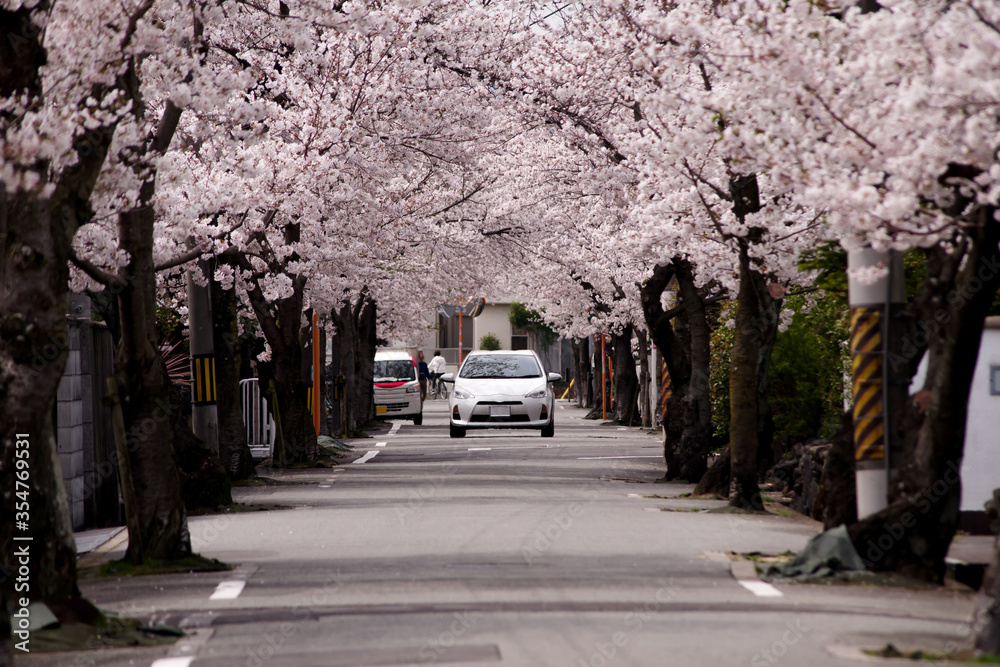 日本の春の風景・桜並木の街並み