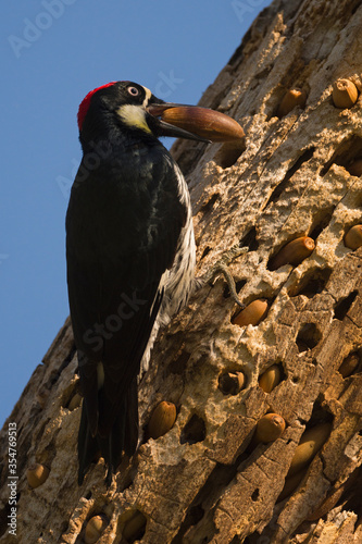 Acorn Woodpecker with acorn 