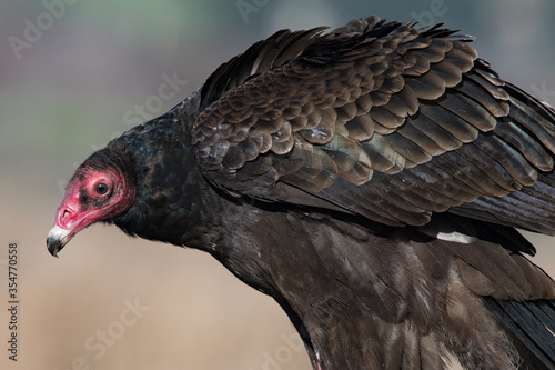American Turkey Vulture portrait