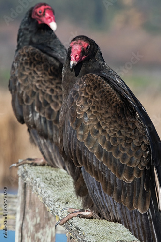 American Turkey vultures perched on a wooden fence rail