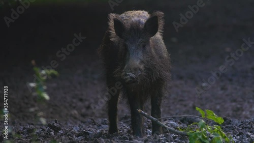 A large wild boar in a natural environment looking for food. photo