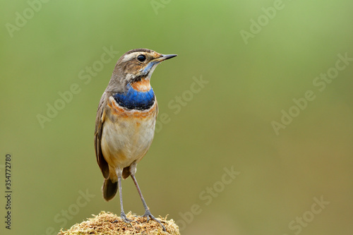 Beautiful little brown bird with velvet blue hair on its chest standing on mossy grass over bright green background, male of bluethroat (Luscinia svecica)