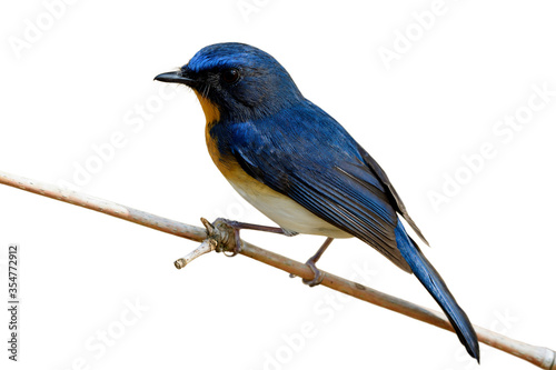 Beautiful bird with bright yellow breast white belly and long tail perching on dried bamboo stick isolated on white background, Tickell's blue flycatcher (Cyornis tickelliae)