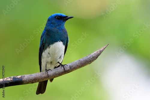 Beautiful blue and white bird perching on sharp wooden stick over green blur background in nature, Zappey's flycatcher (Cyanoptila cumatilis) © prin79