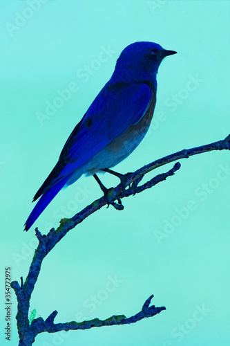 Bluebird on a branch creative © Laurie Wilson