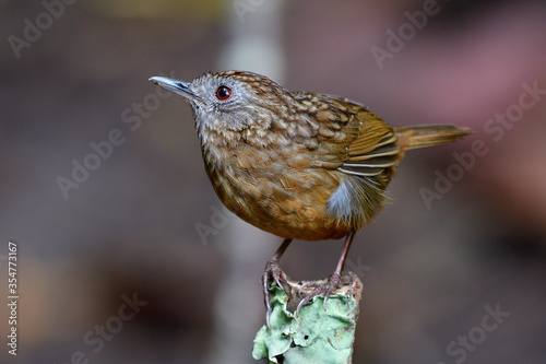 Beautiful camouflage brown bird perching on top of cut wooden stick in small stream, Streaked wren-babbler (Napothera brevicaudata)