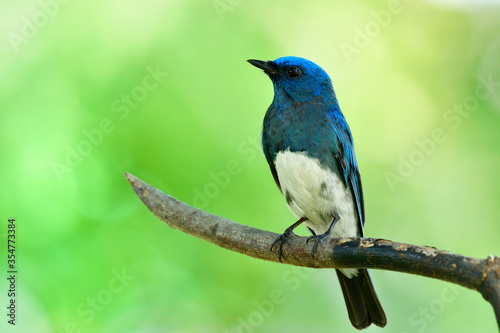Beautiful migratory blue and white bird perching on sharp wooden stick while passing Thailand Leam Pak Bia Environmental Lerning Project in migration season