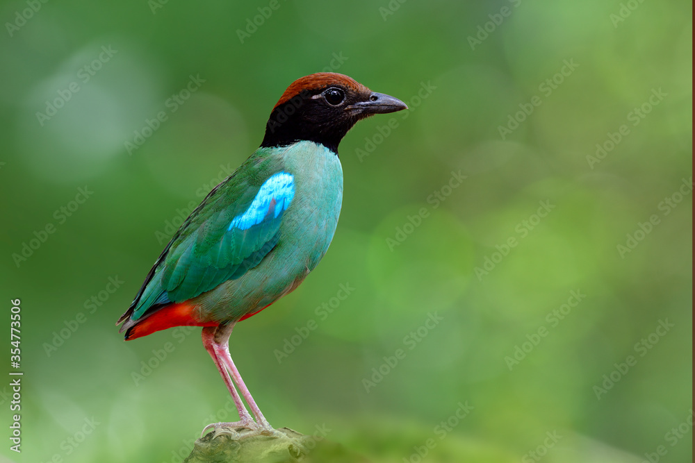 Fototapeta premium beautiful wild green bird with brown head black face and red tail fully standing on rock over fine blur background in nature, Hooded pitta (Pitta sordida)