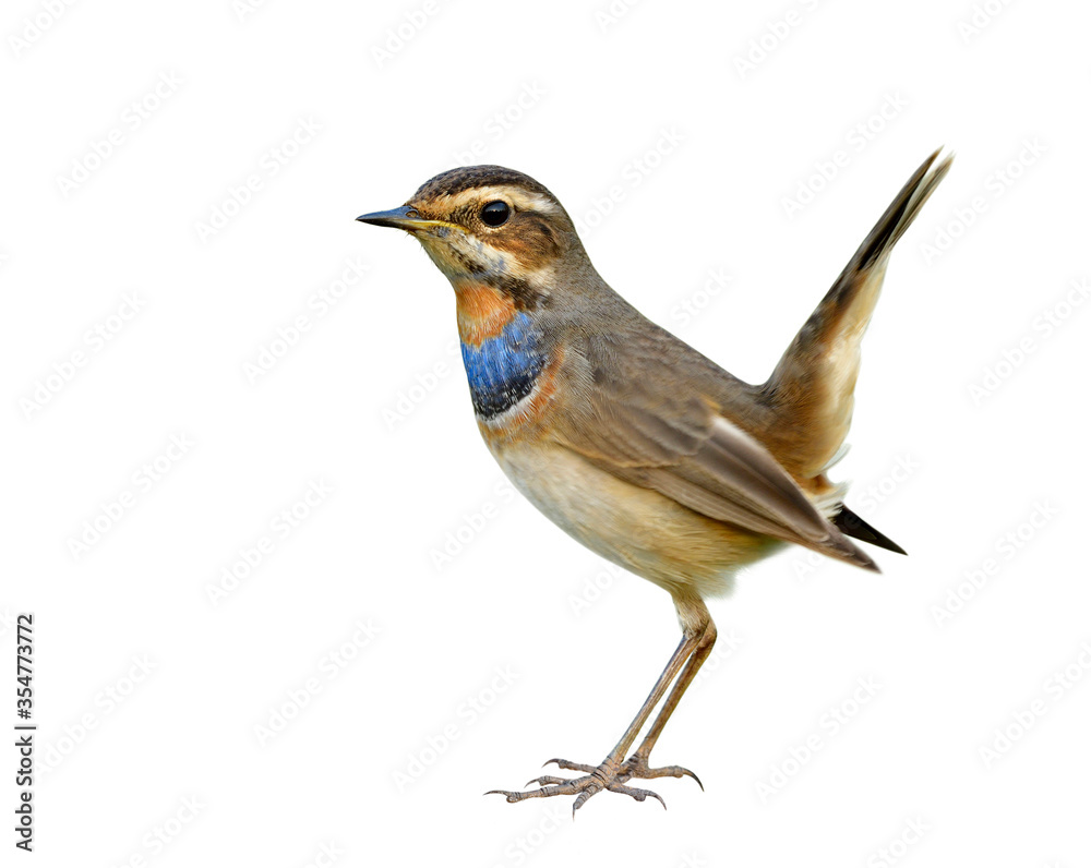 Bluethroat (Luscinia svecica) lovelyl brown bird with blue and orange feathers on its chest happily standing with wagging tail isolated on white background, magnificent animal Bluethroat (Luscinia svecica) lovelyl brown bird with blue and orange feathers on its chest happily standing with wagging tail isolated on white background, magnificent animal