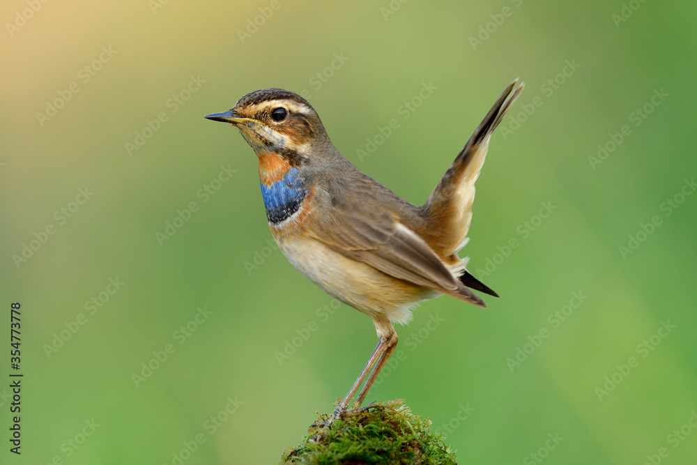 Fototapeta premium Bluethroat (Luscinia svecica) lovelyl brown bird with blue and orange feathers on its chest happily perching on green spot over blur green background, exotic creature