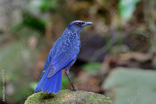 Blue whistling thrush (Myophonus caeruleus) velvel dark blue with black bills morph standing on rock in stream on high mountains