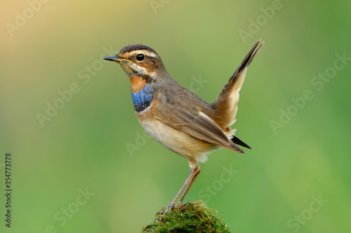 Bluethroat (Luscinia svecica) lovelyl brown bird with blue and orange feathers on its chest happily perching on green spot over blur green background, exotic creature