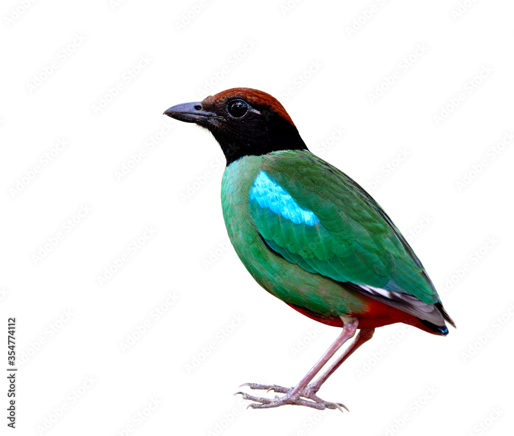 Colorful bird has green wings blue marks black face brown head and red tail fully standing with crispy sharp details, Hooded pitta (Pitta sordida)