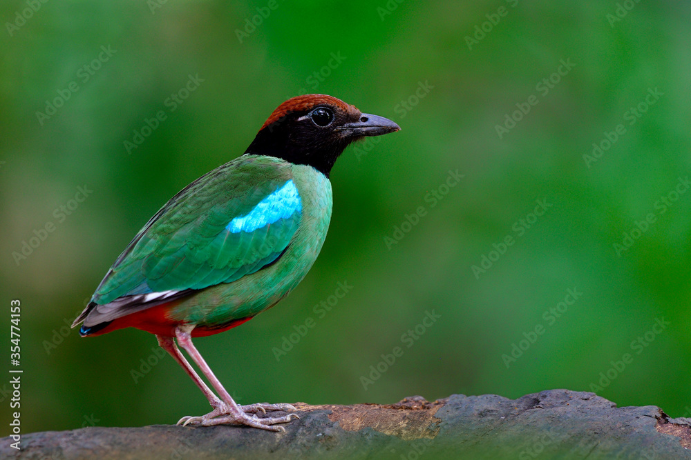 Obraz premium Colorful bird with green wings blue marks black face brown head and red tail fully perching both feet on clear log, Hooded pitta (Pitta sordida) dueing breeding season in Thailand