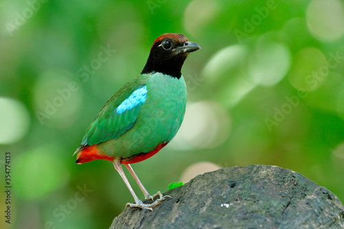 Colorful wild bird has green wings blue markings black face brown head and short red tail perching on clean log in nature, Hooded pitta (Pitta sordida) during breeding season in Thailand