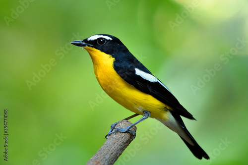 Colorful yellow bird with black wings perching wooden branch over blur green background in nature, Male of Yellow-rumped flycatcher