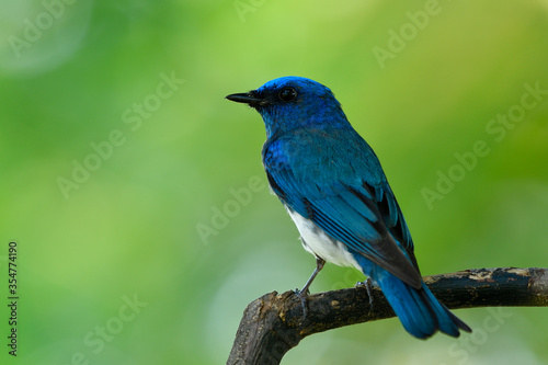 Cyanoptila cumatilis (Zappey's flycatcher) exotic blue bird with white belly perching on wooden branch in over exposure backlit showing back feathers profile, fascinated animal